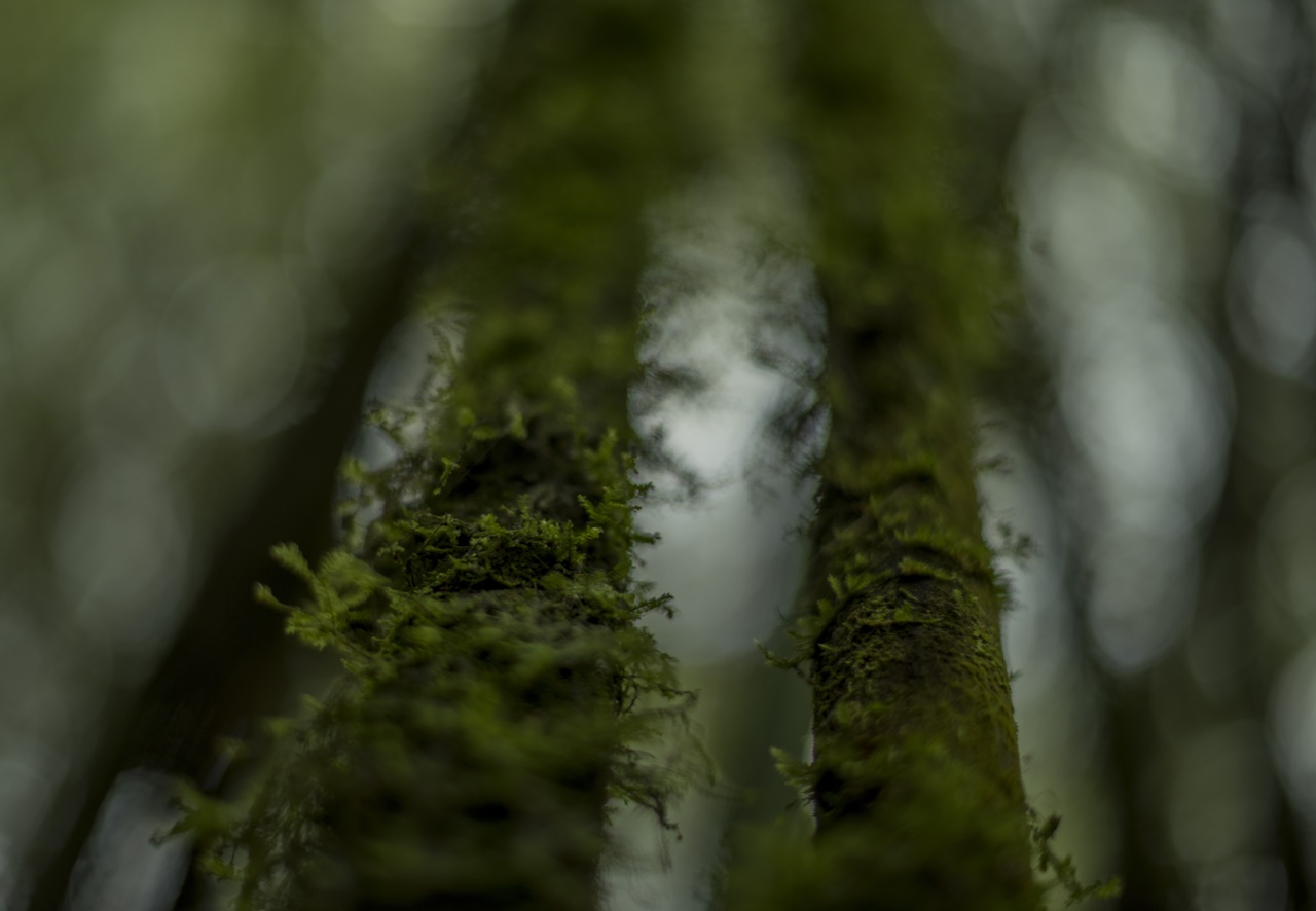 Ibyo ni bimwe mu biti byatoyeho urubobi ugenda uhura na byo mu rugendo rwawe ugana mu cyanya cy'ingagi