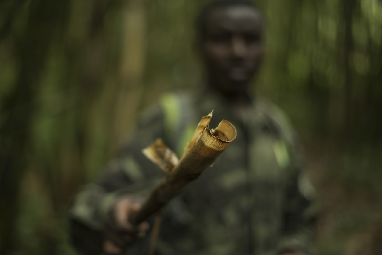 Urwo rubingo barwita "Intoke" (Bamboo shoot), ngo ingagi ruzikunda kubi kuko rutuma zisinda