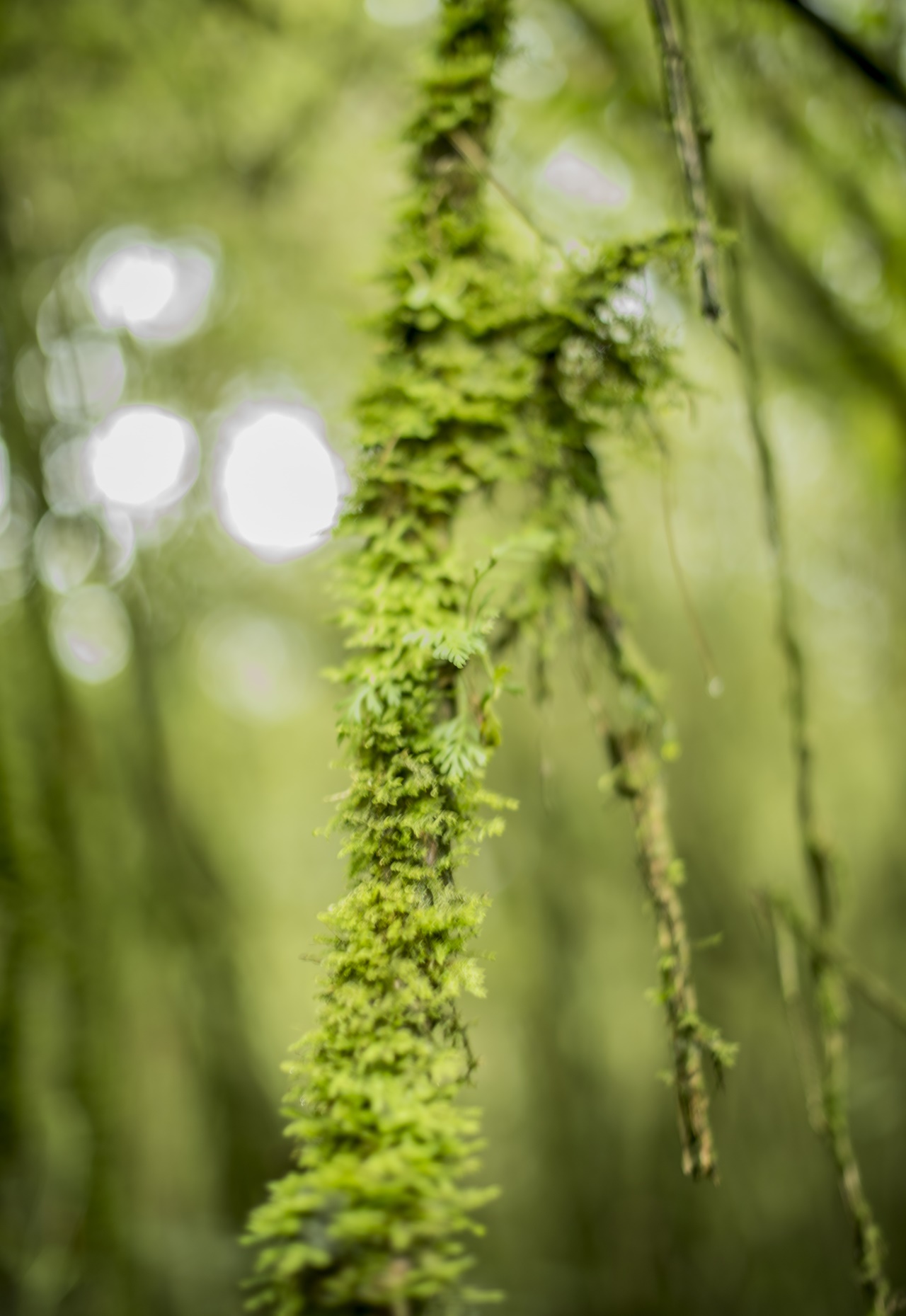 Ubwo ni ubwoko bw'ibytsi byameze ku biti biri muri Pariki y'Ibirunga