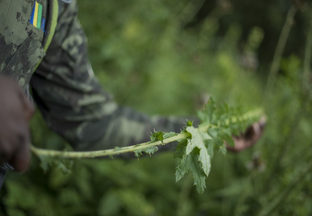 Iyo utangiye guhura n'ibyatsi nk'ibi ingagi ziba zariye ntago nazo ziba ziri kure, uba uri hafi kuzigeraho