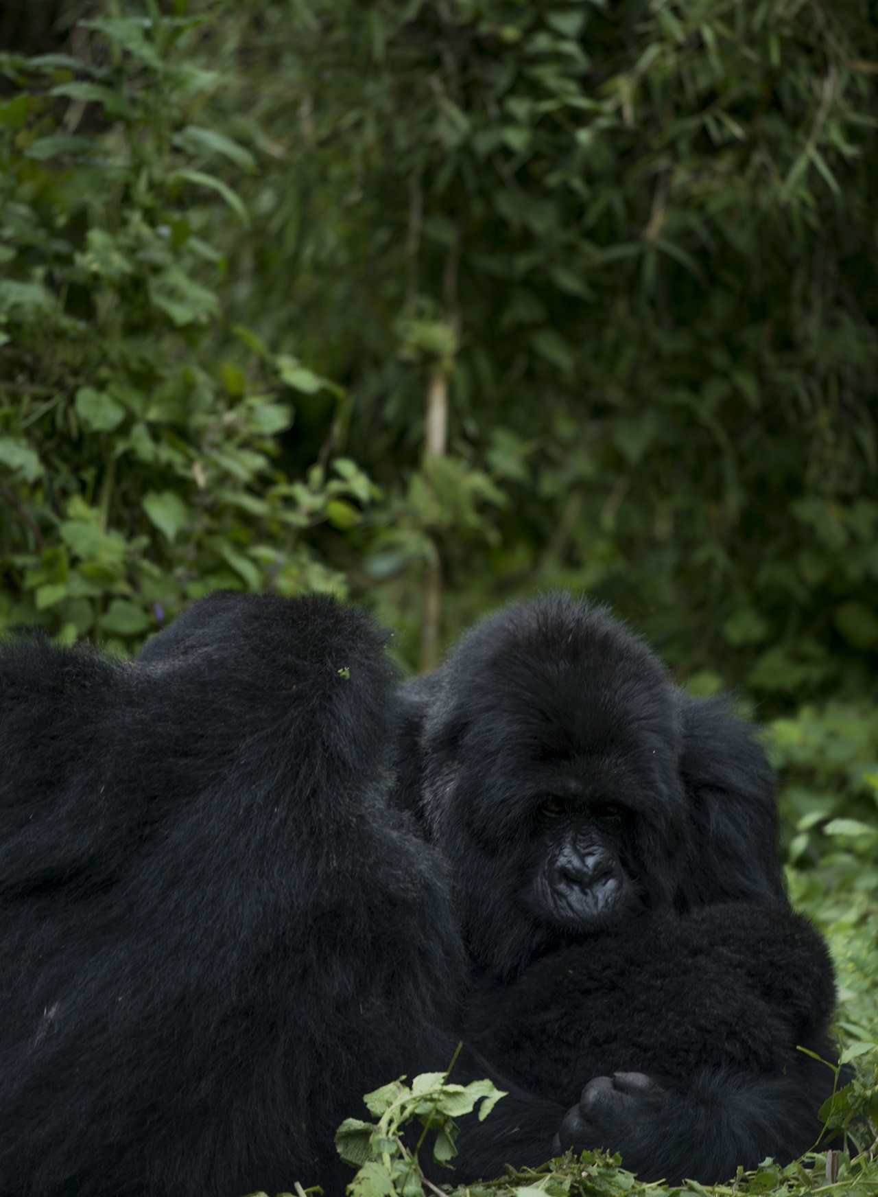 Ingagi yitwa "Muhuzo" y'imyaka 20 niyo mukuru w'umuryango bitiriye izina ryayo. Yatangiye kuba yonyine muri 2005, yiyomoye ku ngagi zari zivuye muri Congo, itangira kugenda ishaka ingore