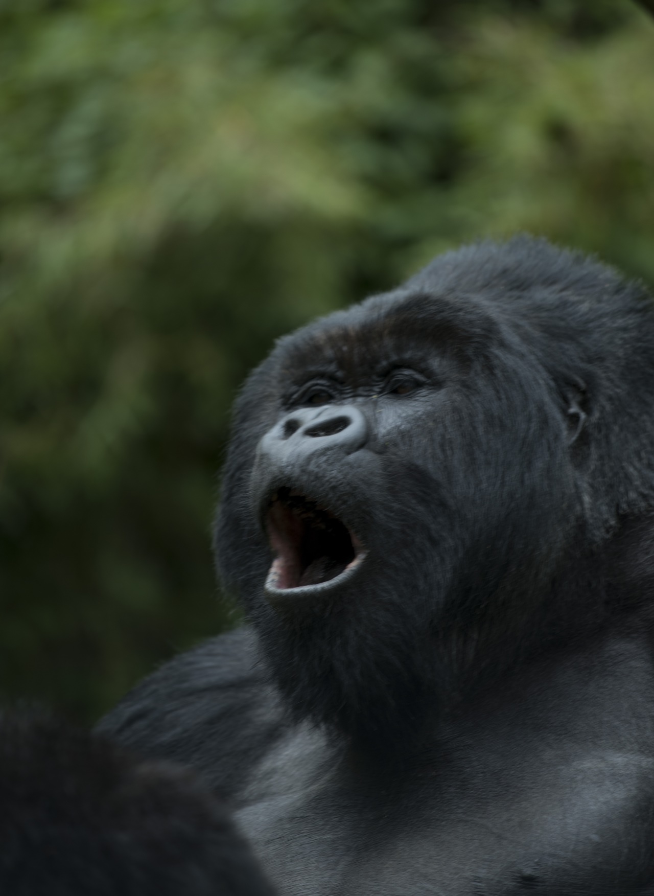 Ingagi yitwa "Muhuzo" y'imyaka 20 niyo mukuru w'umuryango bitiriye izina ryayo. Yatangiye kuba yonyine muri 2005, yiyomoye ku ngagi zari zivuye muri Congo, itangira kugenda ishaka ingore