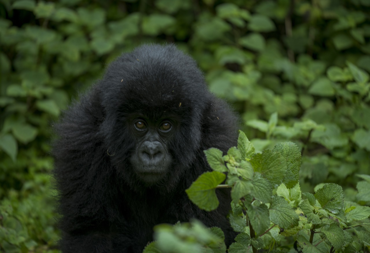 Temberurwanda ifite umwaka n'igice, yiswe izina umwaka ushize, nayo ibarizwa mu muryango wa Mutuzo