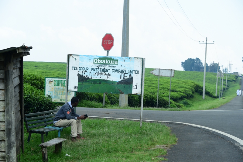 Bageze mu Gisakura, ku mirima y'icyayi y'uruganda rwa Gisakura