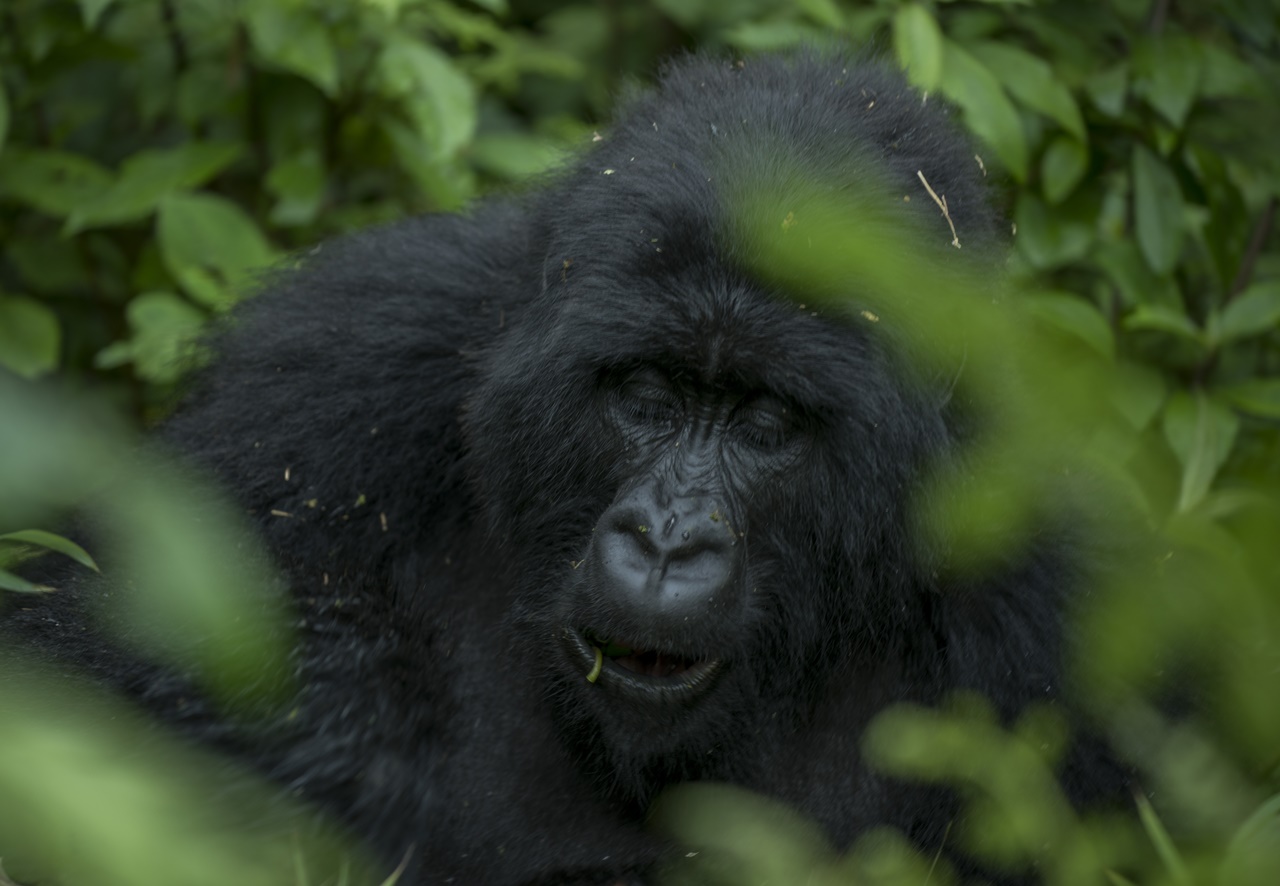 Indi ngagi iri mu zigize umuryango wa Muhoza