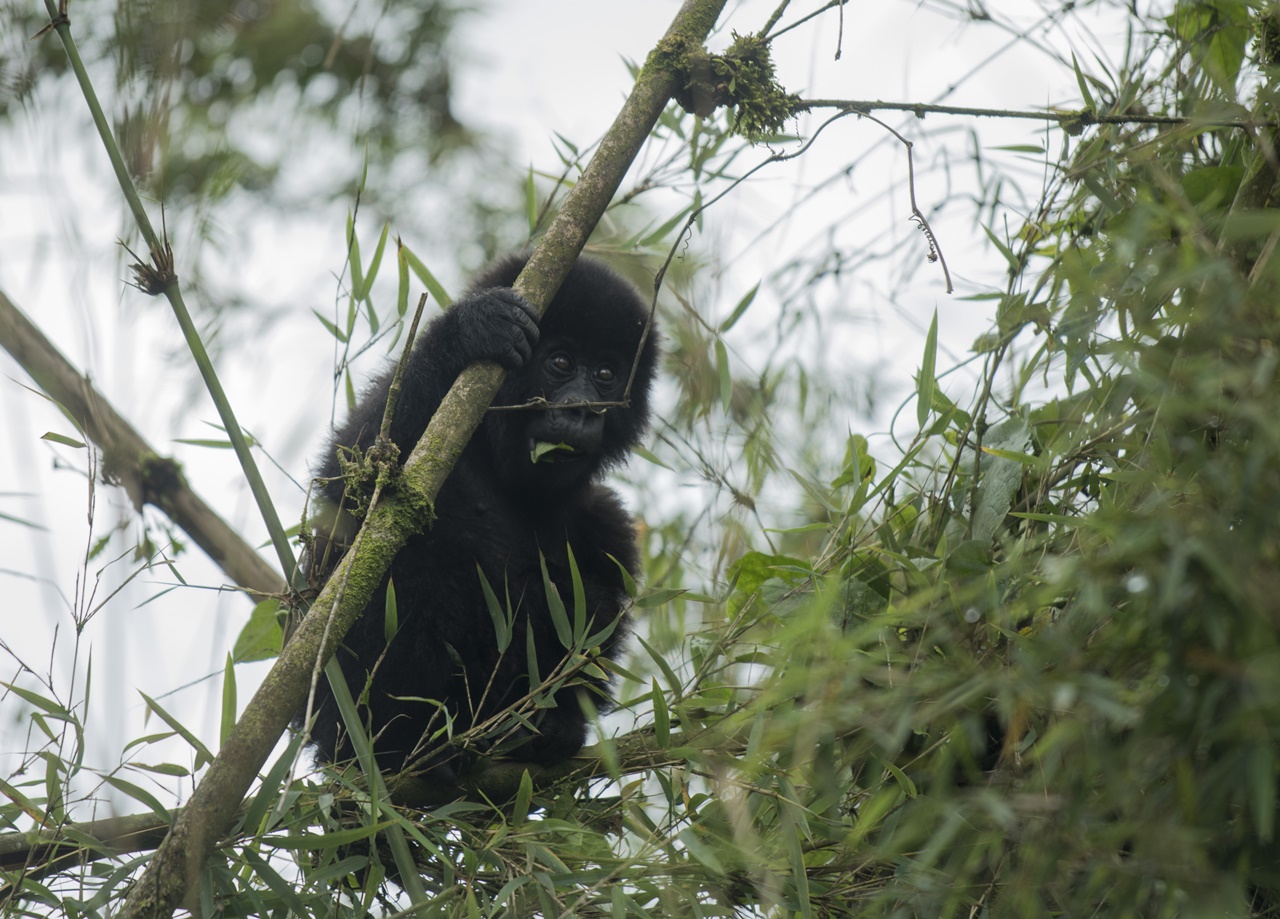 Iyo ngagi yitwa Paradizo yiswe izina uyu mwaka