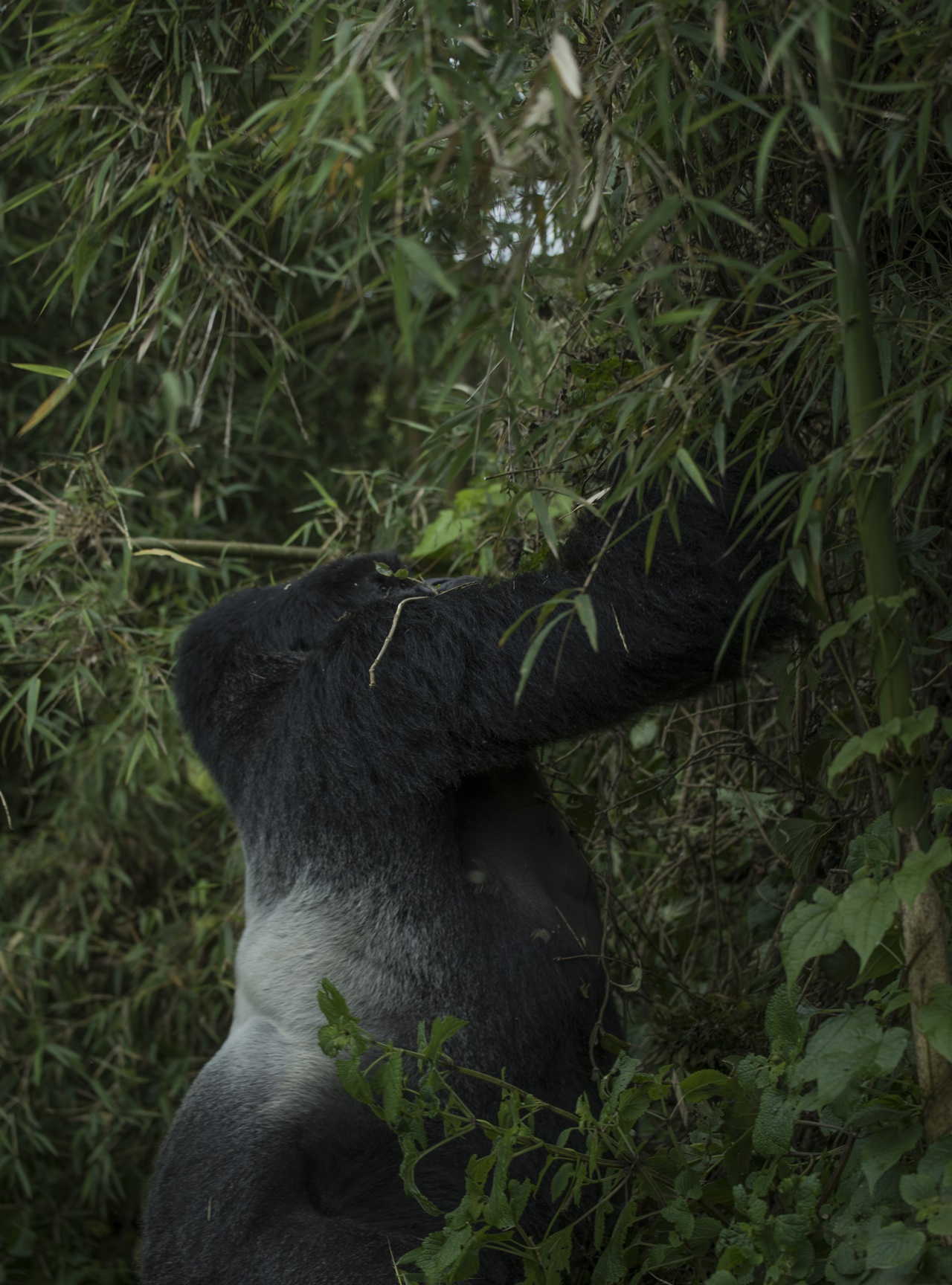 Muhoza irimo gushakisha ibyo kurya