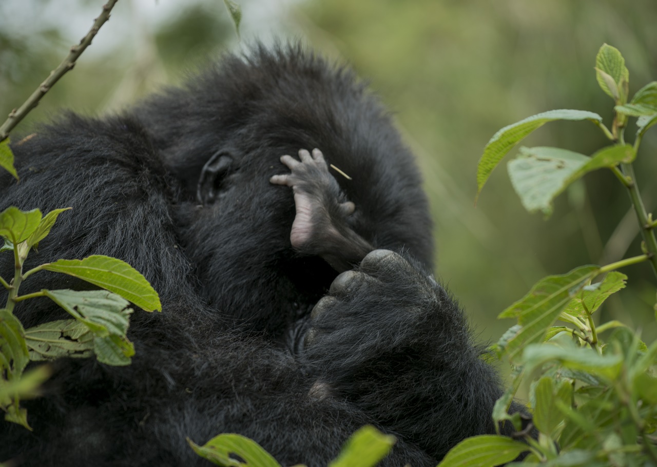 Twitabweho n'akana kayo kamaze iminsi ine kavutse