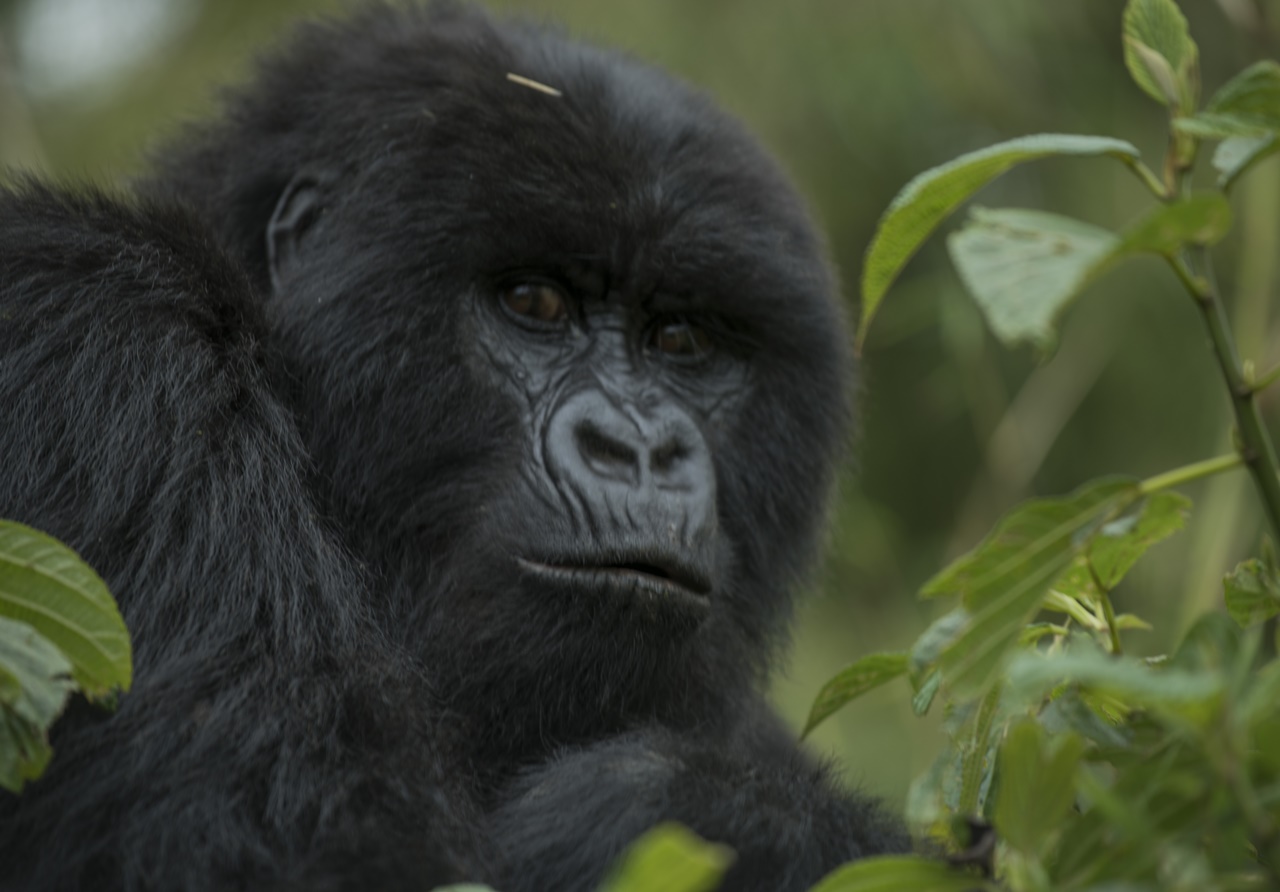 Twitabweho ntiyari yishimiye ko abantu bafotora akana kayo, aha yarimo kukarinda