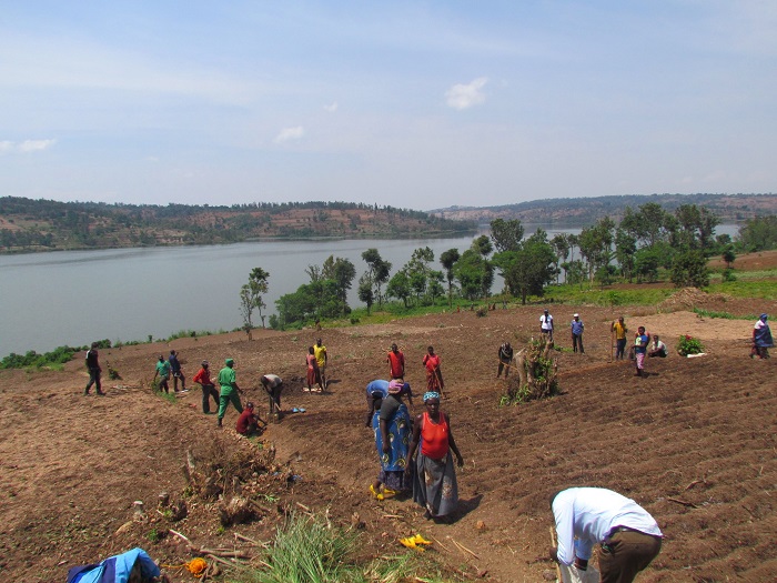 Ibyo bishyimbo byahinzwe kuri hegitari 10 mu Murenge wa Nyarugenge