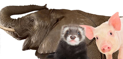 Elephant, Cochon na Ferret
