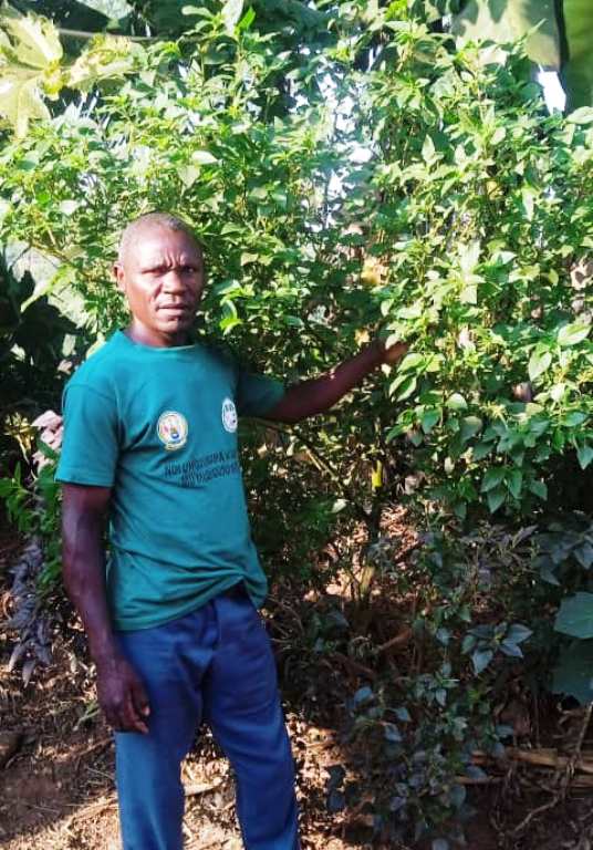 Ephron Bizigira ahinga dodo ku buryo igiti kimwe cyatunga umuryango