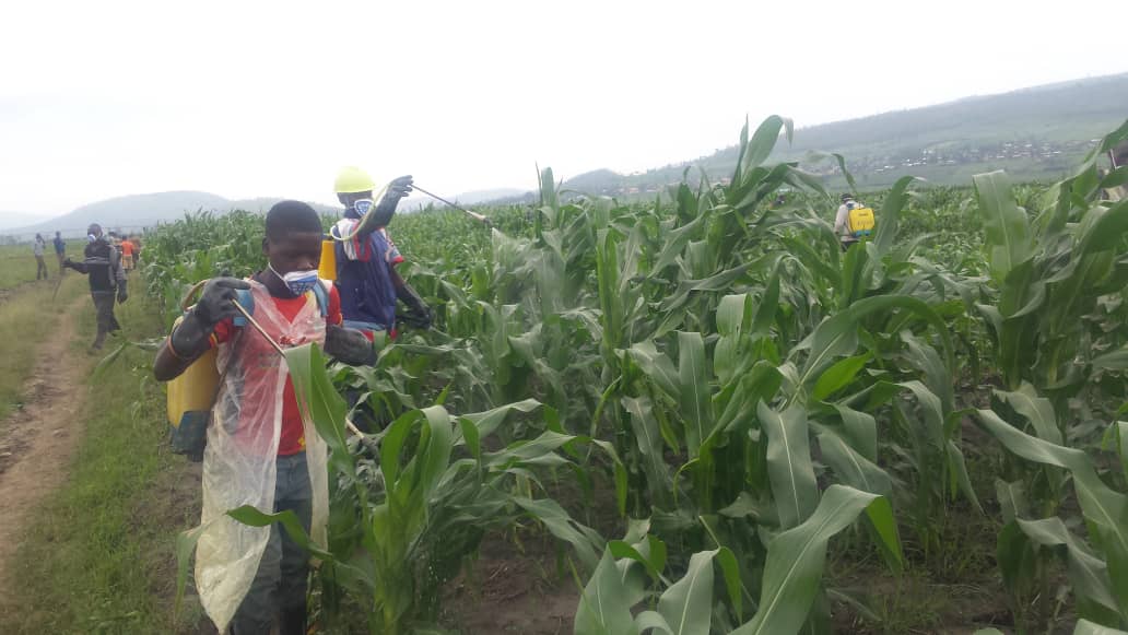 Abahinzi bazindukiye mu mirima barwanya Nkongwa yongeye kugaragara mu bigori