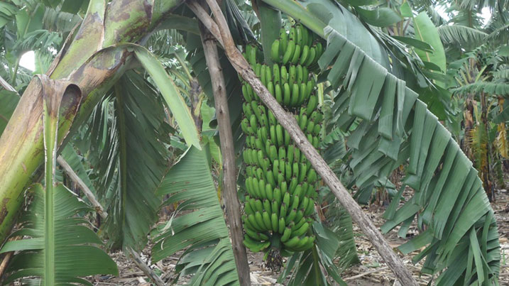 Mukwiye yeza igitoki cy