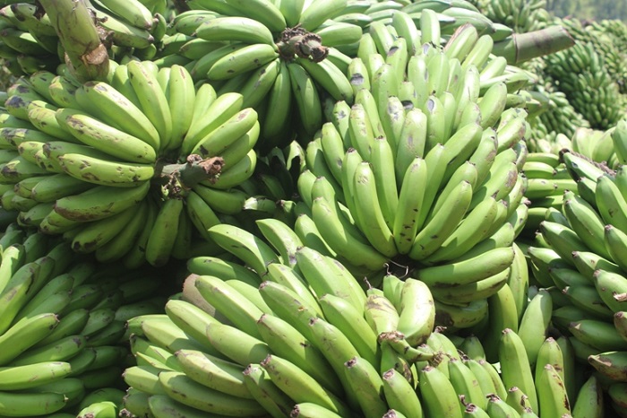 Uruganda GABI rugurira ibitoki abahinzi cyane cyane bo mu Karere ka Gisagara