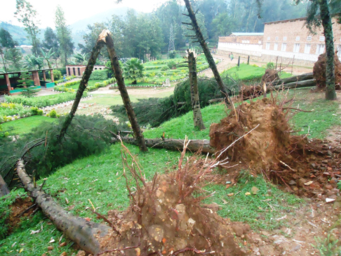 Umuyaga yarimbuye ibiti bikikije Ibitaro bya Nemba. (Ifoto: L. Nshimiyimana)