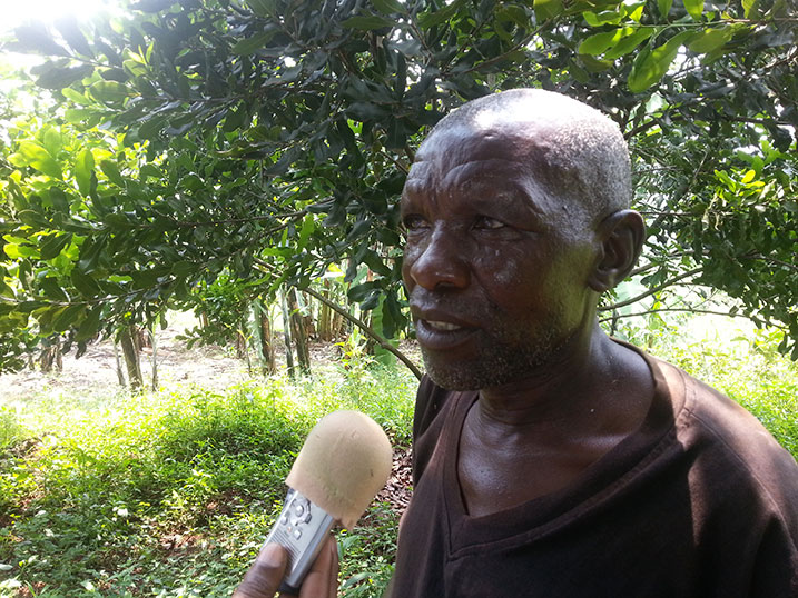 Gashugi asanga guhinga makadamiya ushaje ari ukwiteganyiriza.