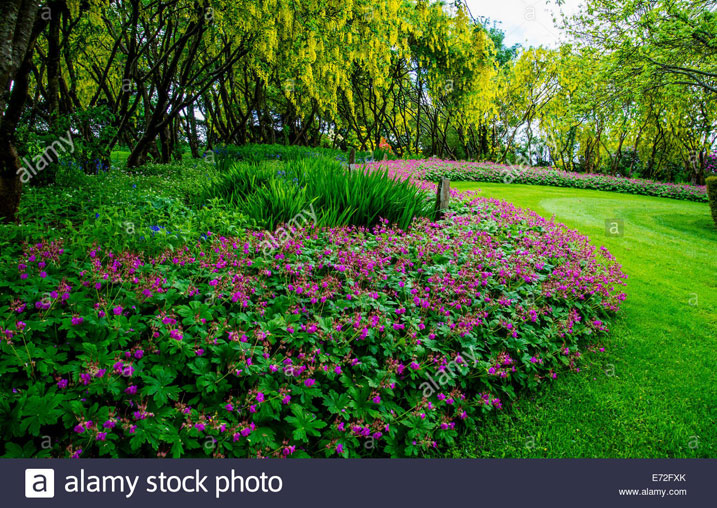 Ibiti bya Gelanium bimeze nk'ibi biterwa nk'indabo. Bizwi ho kwirukana udusimba tuguruka turimo n'imibu 