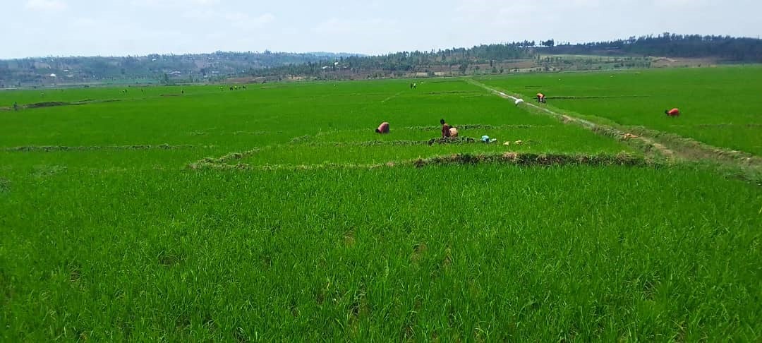 CODERVAM irakataje mu guhinga umuceri