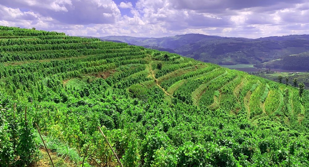 Ibishyimbo byera mu materasi byakubye inshuro 10 ibyeraga mbere