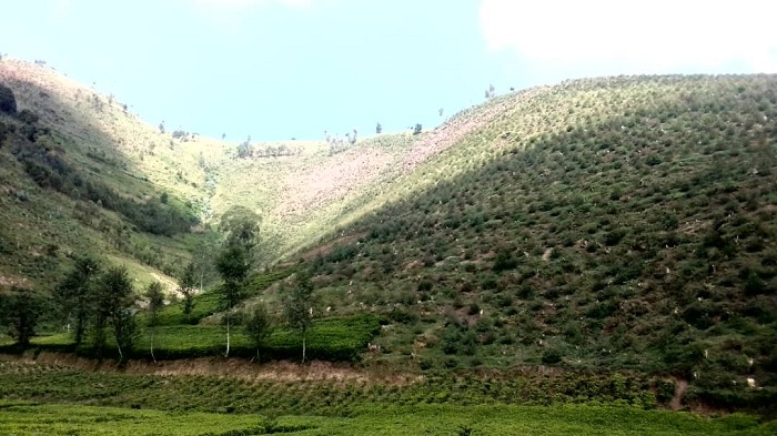 Baciye imirwanyasuri, basazura amashyamba banatera ibindi biti hagamijwe kurengera icyogogo cy'Umuvumba n'ibidukikije muri rusange