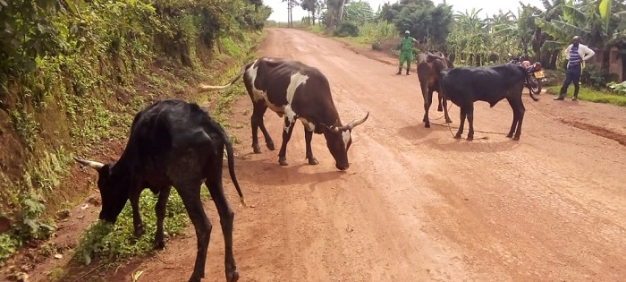 Izi nka uko ari 4 zafatiwe mu rugo kwa Bahati Jean Paul harimo iyo abapolisi basanze mu cyumba cyo mu nzu Bahati abamo (Ifoto: Polisi y