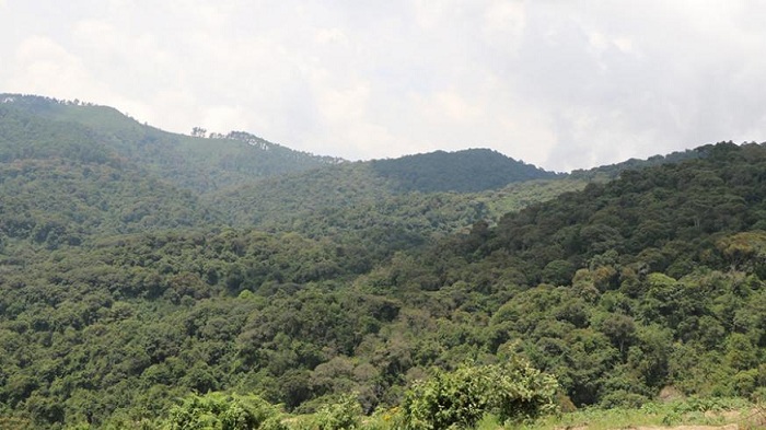 Ishyamba rya Gishwati