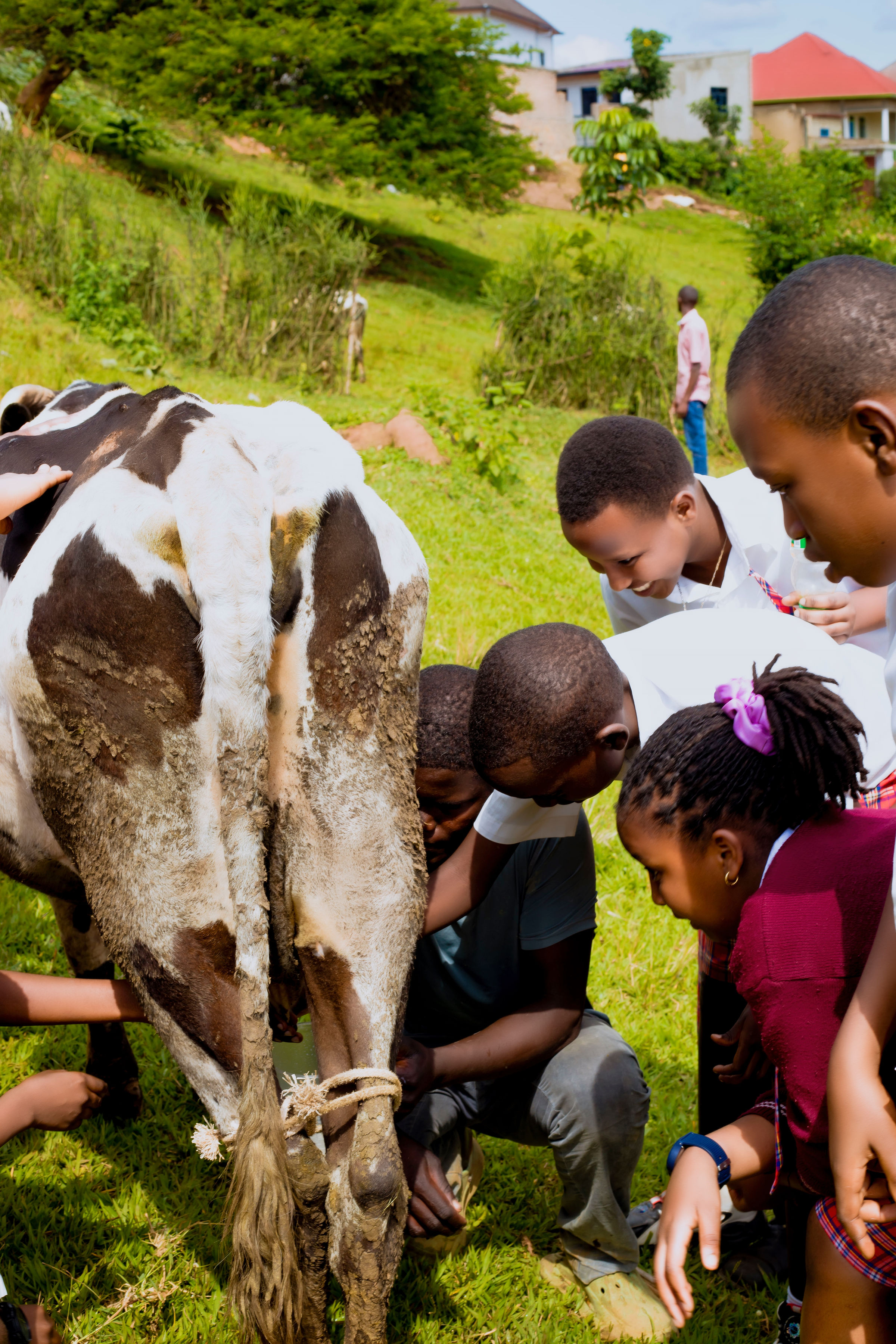 Bari bafite amatsiko yo kureba uko inka ikamwa
