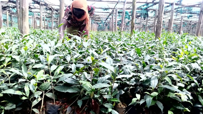 Green Gicumbi imaze gukora pepinyeri y'ingemwe z'ikawa 600,000 zizaterwa ku misozi