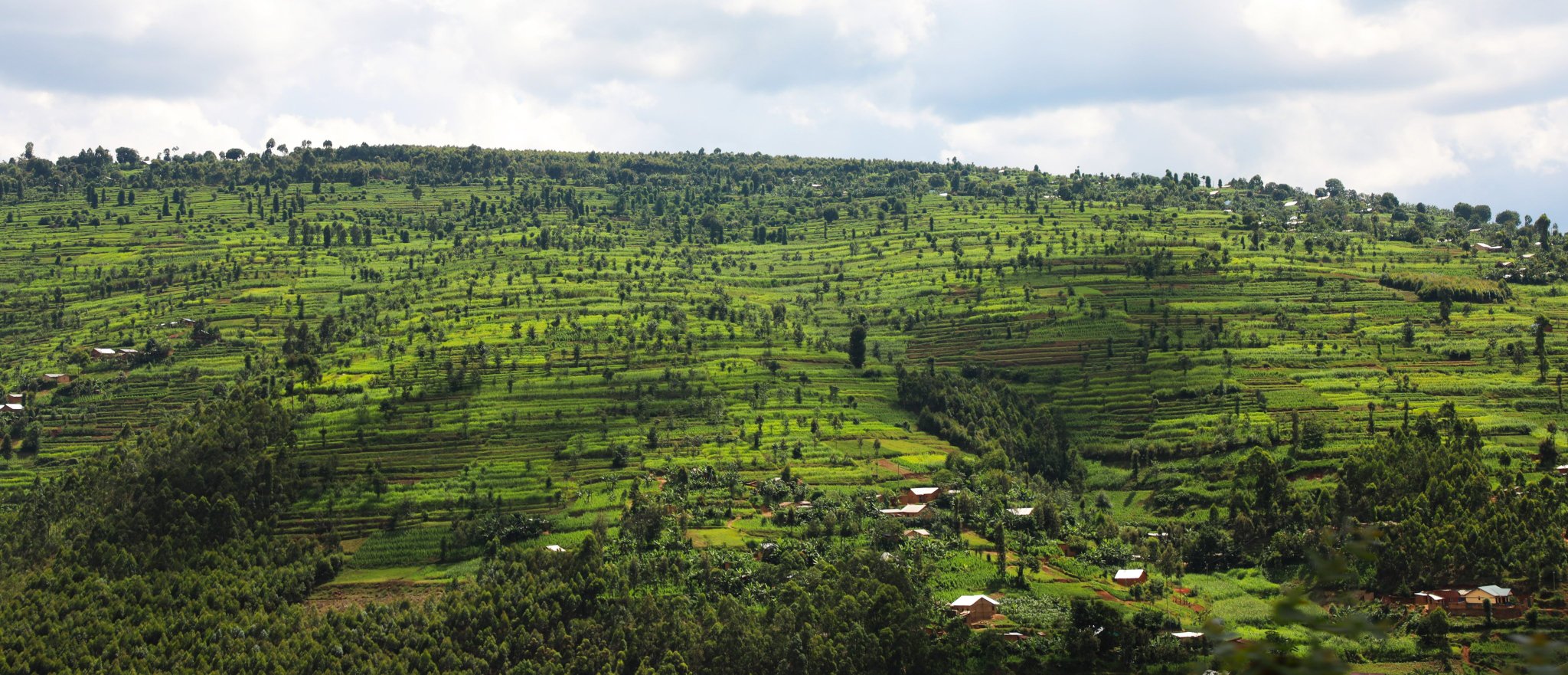 Green Gicumbi na Green Amayaga byatumye imisozi yongera gutoha