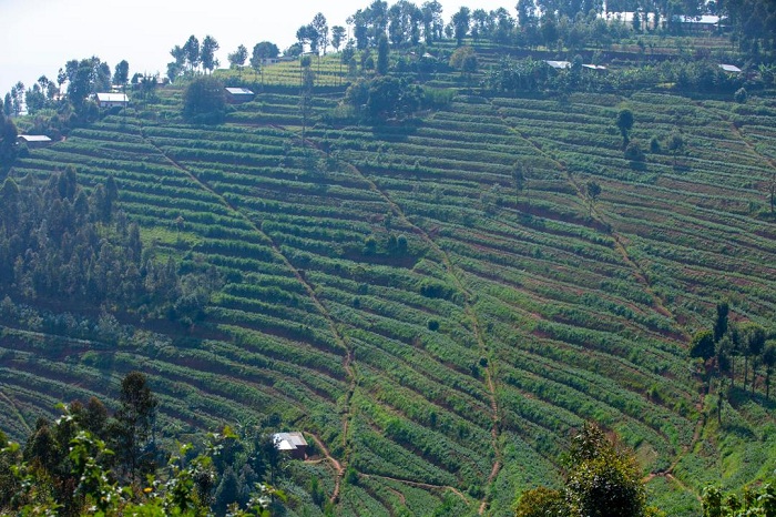 Green Gicumbi Project aho iziye muri Gicumbi imibereho ya benshi yarahindutse