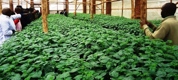 Uburyo buzwi nka Green House buzagabanya ikibazo cy