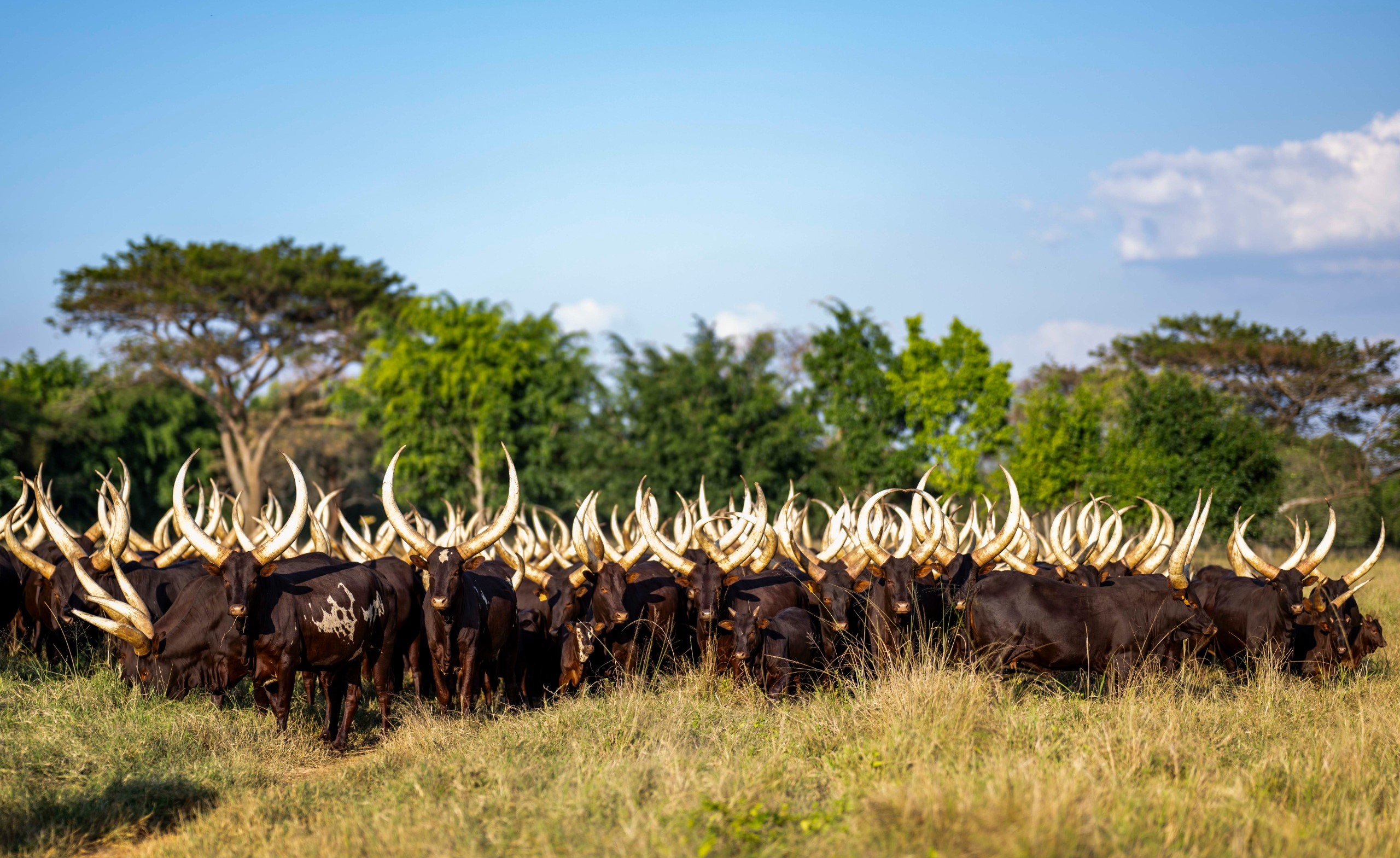 Perezida Kagame yagabiye aba bahanzi 