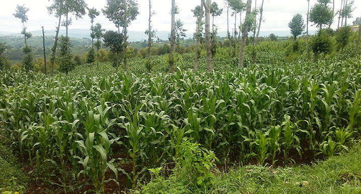 Gahunda yo guhuza ubutaka yatumye abahinzi bongera umusaruro.