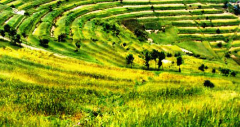 Aho gahunda yo guhuza ubutaka yatanze umusaruro mu karere Nyabihu.