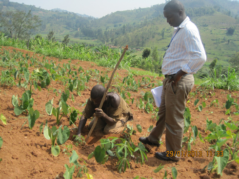 Umukozi w'akarere ka Nyanza yarimo yitegereza uko Nzabonimpa atega ifuku mu murima w'amateke. 