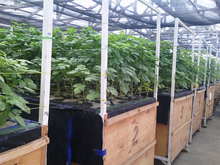 Gutubura ibirayi hakoreshejwe amazi akungahaye ku ntungagihingwa bitanga umusaruro mwinshi.