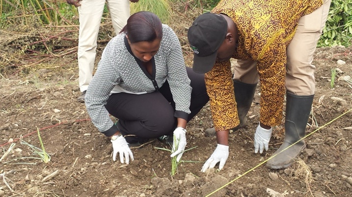 Guverineri Uwamariya Odette atera ubwatsi bw'amatungo.