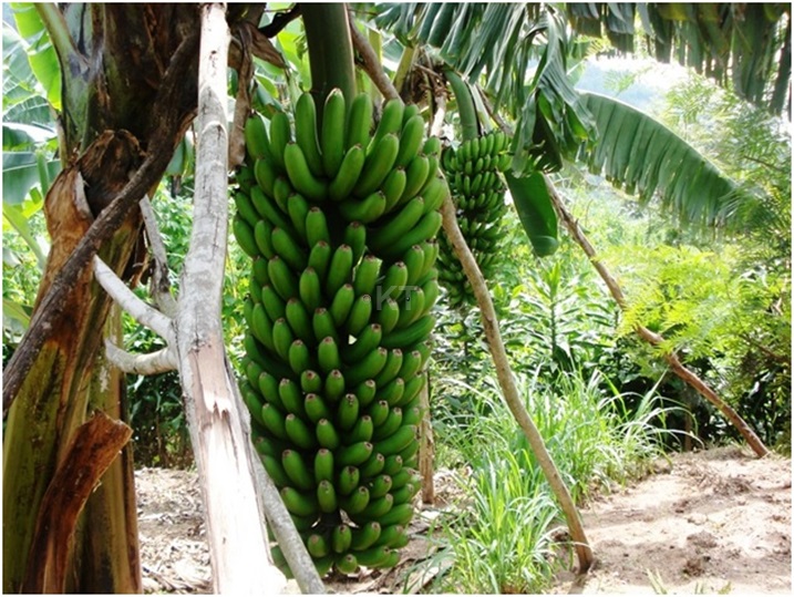 Guverineri avuga ko hakenewe ubuhinzi bw