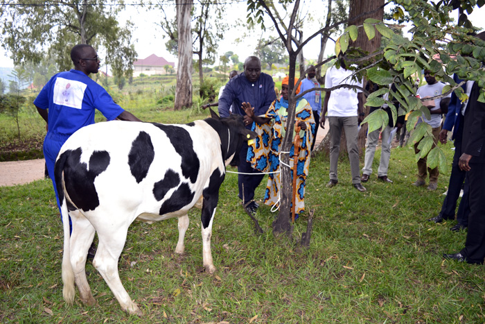 Guverineri Gasana ashyikiriza Mukanyonga inka ye