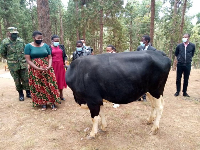 Guverineri w'Intara y'Amajyepfo, Alice Kayitesi, wambaye ikanzu itukura, yashyikirije Immaculée Muhimpundu inka y'ishimwe kuko ngo ari umuyobozi mwiza