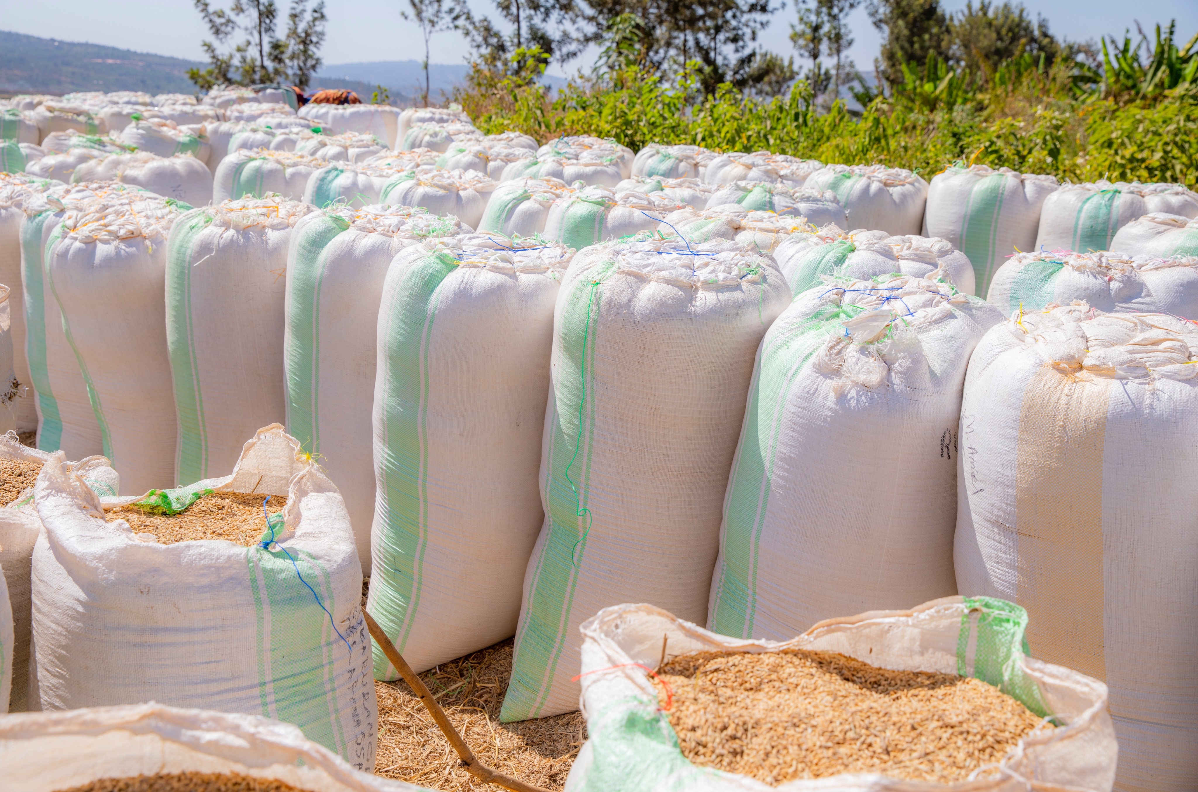 Mu Rwanda umuceri ugera kuri toni zirenga ibihumbi 26 wari warabuze isoko urimo kugurwa kugira ngo uzagaburirwe abanyeshuri