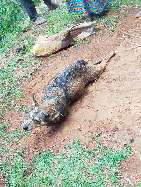 Hafashwe ingamba zo guhiga imbwa zikomeje kwica amatungo y'abaturage