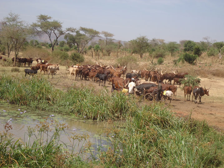Kuragira inka ku gasozi bituma zinyanyagiza ifumbire igapfa ubusa.