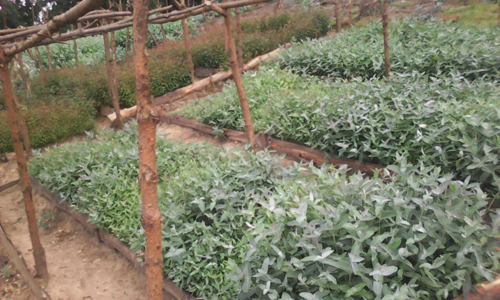 Aho bateguriraga ingemwe.