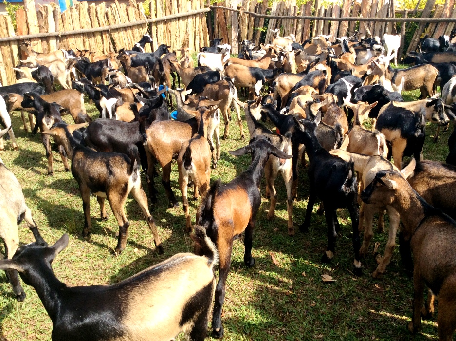 Hari abahawe ihene batangira kuzigurisha zitarororoka bakaba basabwa kuzigarura