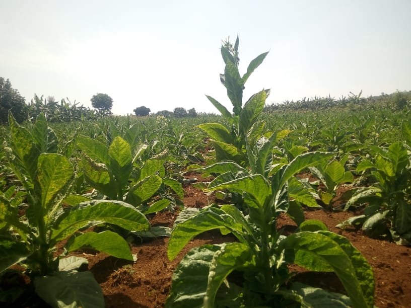 Hari ahantu hamwe na hamwe usanga itabi ry