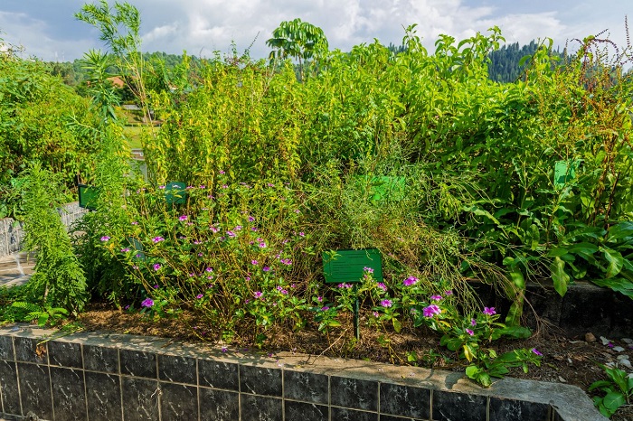 Hari igice kirimo ibimera byiganjemo imiti yakoreshwaga kera