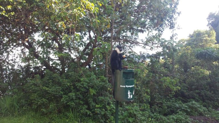 Hasurwa kandi urusobe rw'inyamaswa zirimo n'zitwa Ibitera