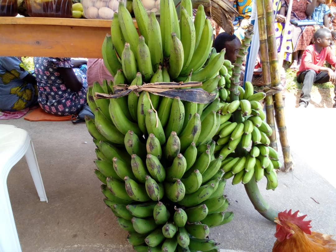 Bimwe mu bitoki byo kwa Hatari biri mu byo agurisha agakuramo amafaranga